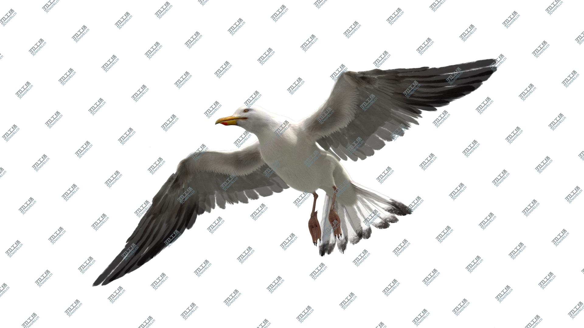 images/goods_img/20210113/3D model Seagull Fur Animated Rigged/3.jpg